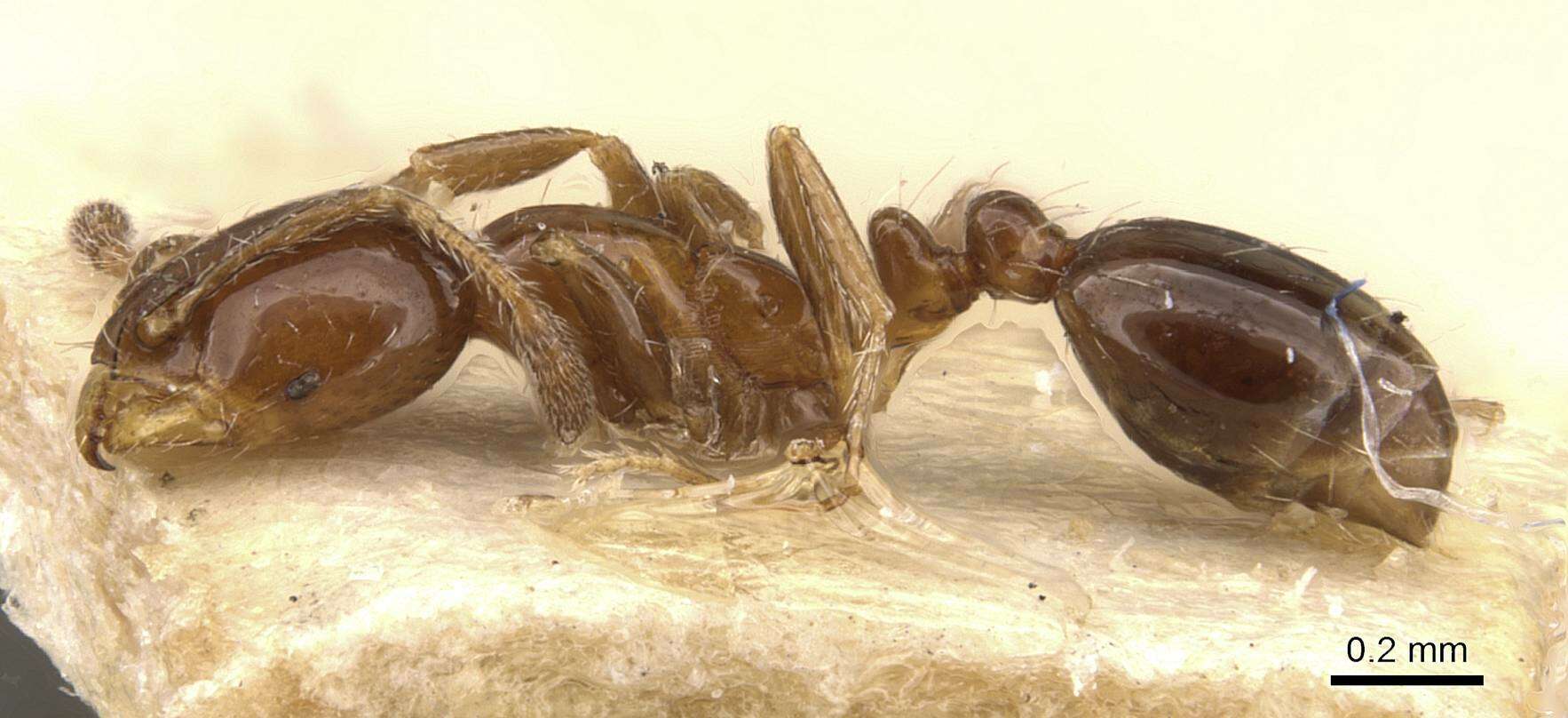 Image of Solenopsis latastei Emery 1895