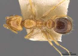 Image of Thief ant