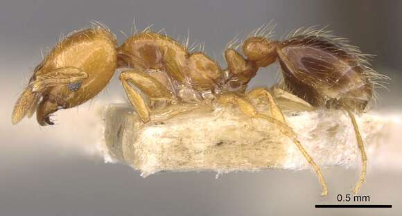 Image of Thief ant