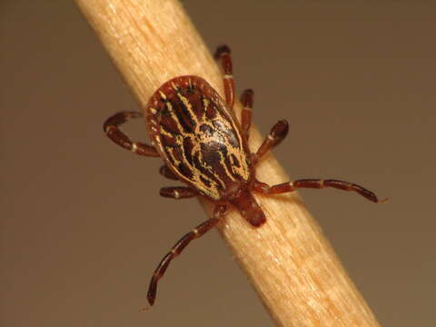 Image of Gulf Coast Tick