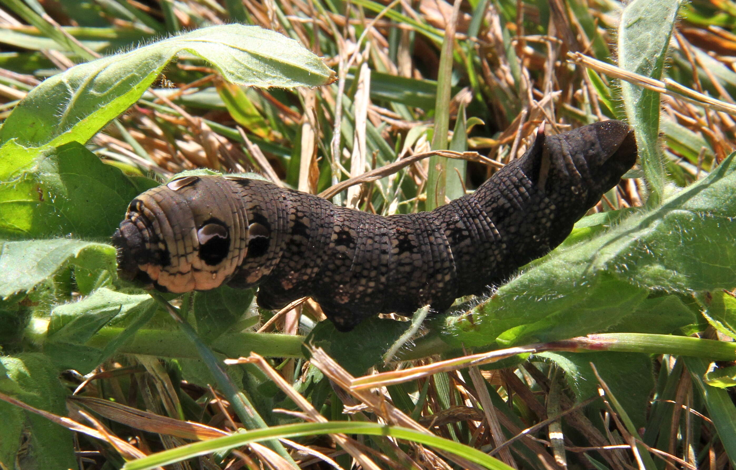 Image of elephant hawk-moth