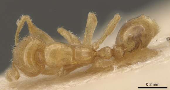 Image of Solenopsis canariensis Forel 1893