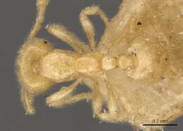 Image of Solenopsis latro Forel 1894