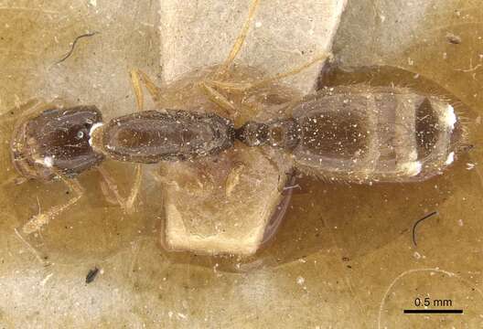 Image of Solenopsis longiceps Forel 1907