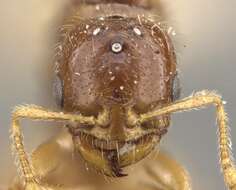 Image of Solenopsis lou Forel 1902