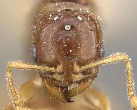 Image of Solenopsis lou Forel 1902