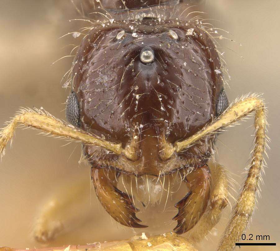 Image of Solenopsis lou Forel 1902