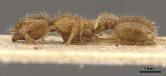 Image of Solenopsis punctaticeps Mayr 1865