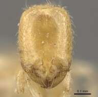 Image of Solenopsis belisarius Forel 1907