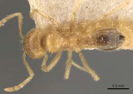 Image of Lophomyrmex quadrispinosus (Jerdon 1851)