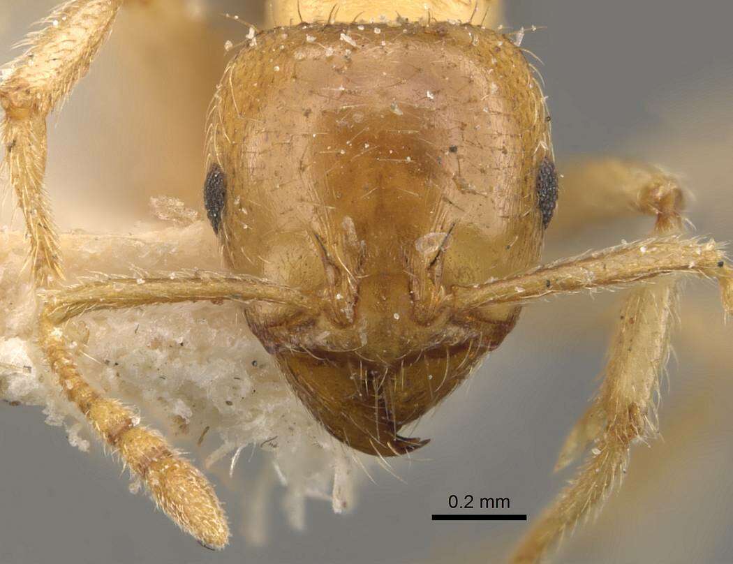 Image of Lophomyrmex quadrispinosus (Jerdon 1851)