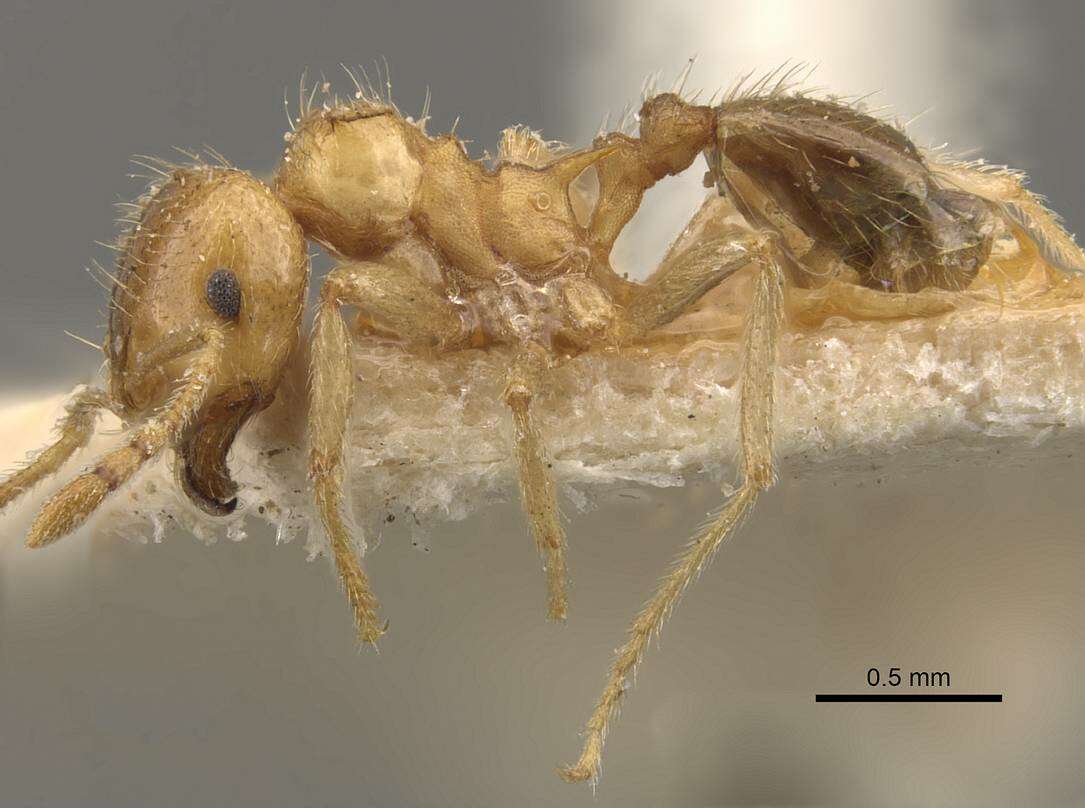 Image of Lophomyrmex quadrispinosus (Jerdon 1851)