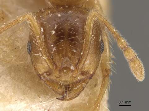 Image of Lophomyrmex taivanae Forel 1912