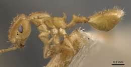 Image of Recurvidris recurvispinosa (Forel 1890)