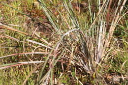 Image of Broomsedge Bluestem