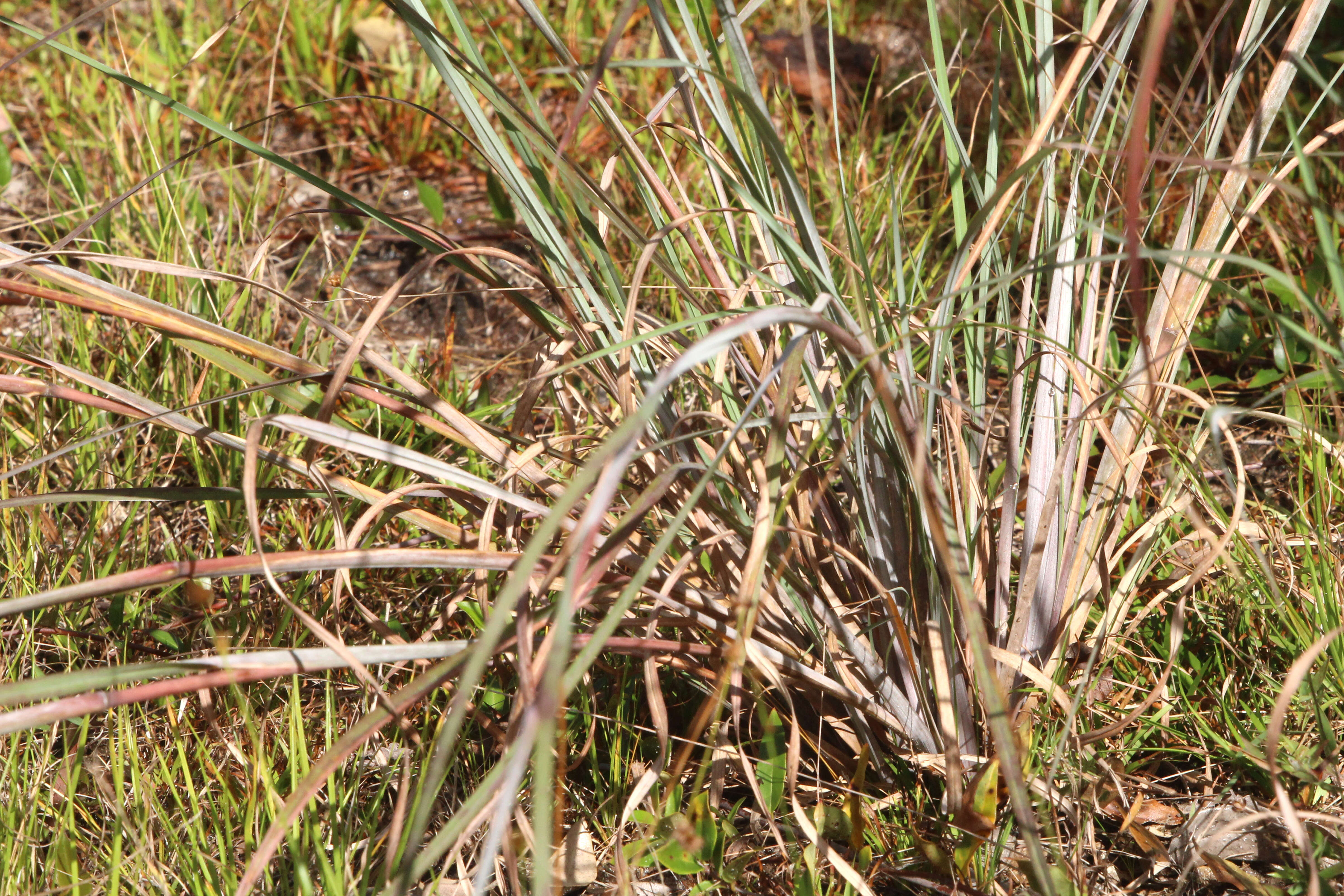 Image of Broomsedge Bluestem