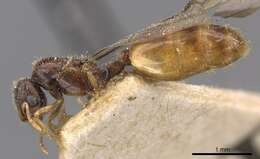 Image of <i>Carebara lamellifrons</i>