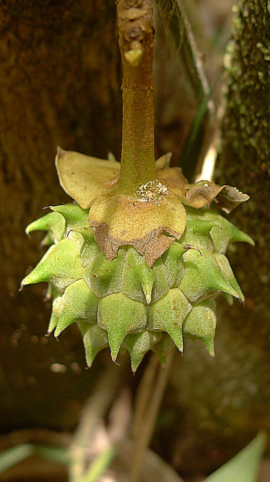 Image of Duguetia moricandiana Mart.