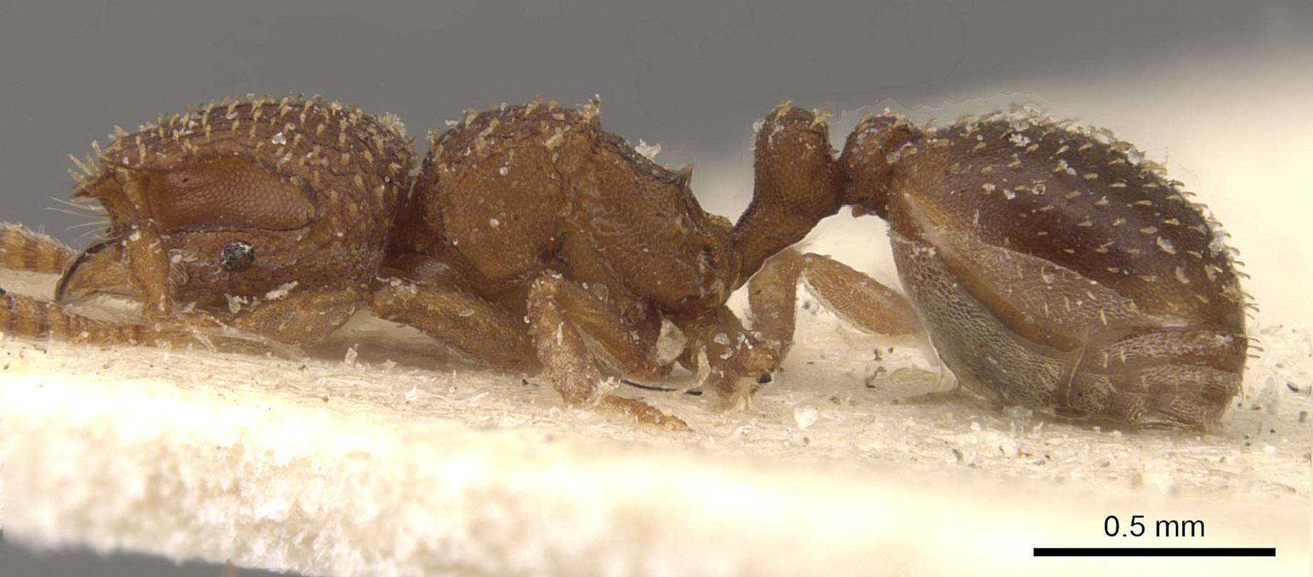 Image of Calyptomyrmex