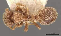 Image of Calyptomyrmex foreli Emery 1915