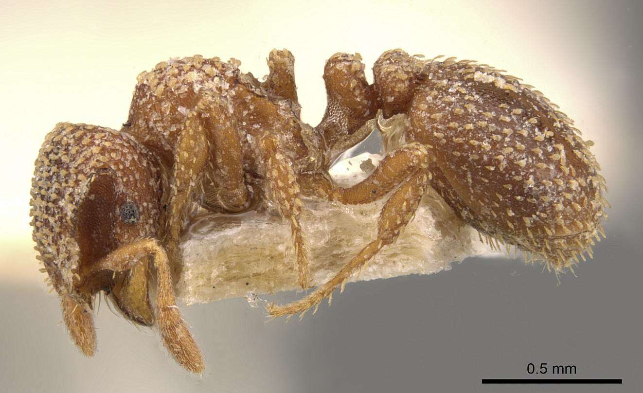 Image of Calyptomyrmex foreli Emery 1915