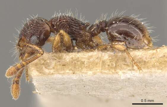 Image of Myrmecina bandarensis Forel 1913