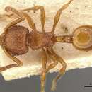 Image of Pristomyrmex eduardi Forel 1914