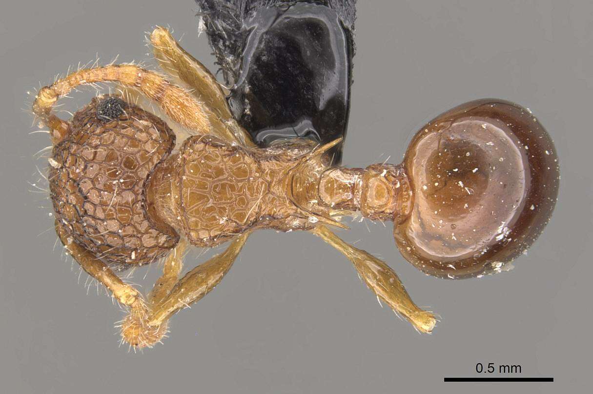 Image of Pristomyrmex punctatus (Smith 1860)