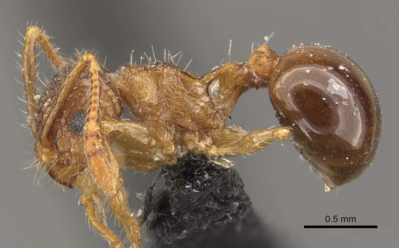 Image of Pristomyrmex punctatus (Smith 1860)