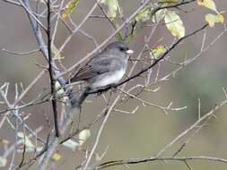 Image of Junco Wagler 1831