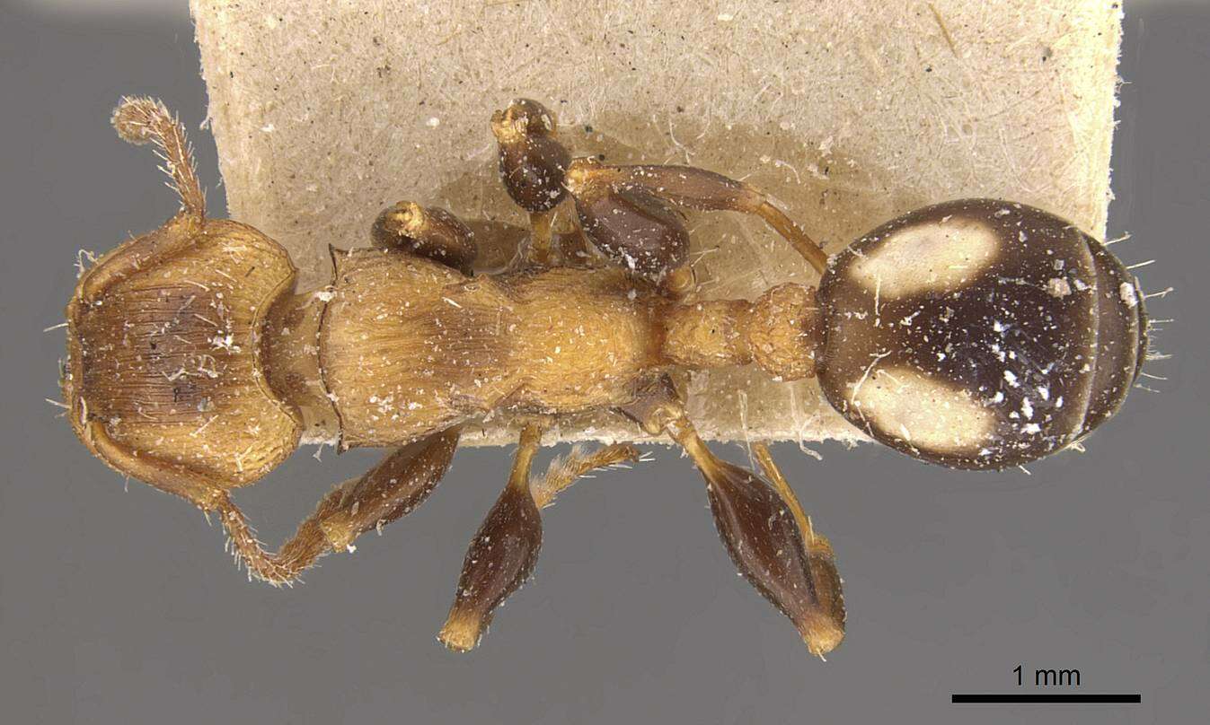 Image de Podomyrma adelaidae (Smith 1858)