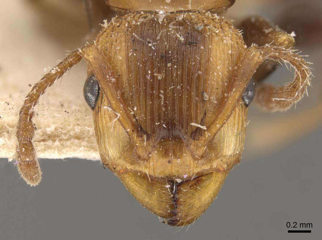 Image of Podomyrma adelaidae (Smith 1858)