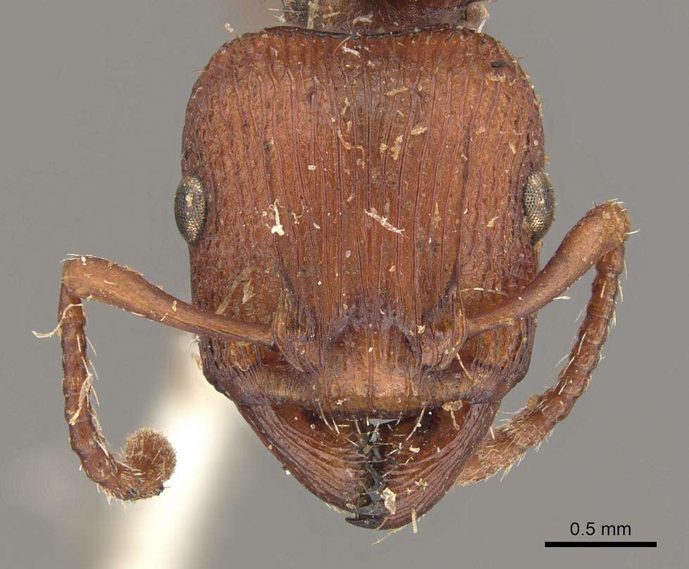 Image de Podomyrma adelaidae (Smith 1858)