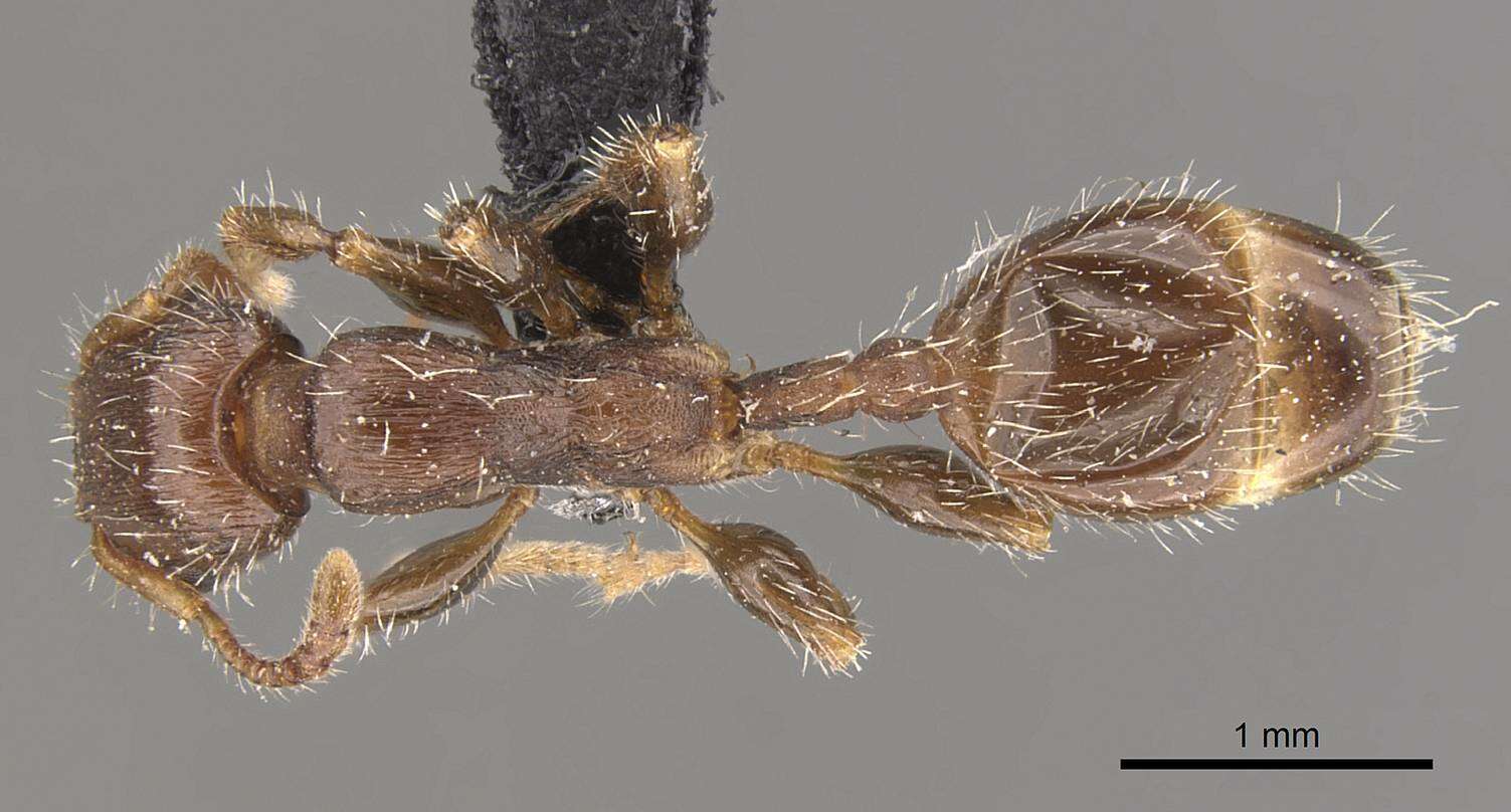 Image de Podomyrma elongata Forel 1895