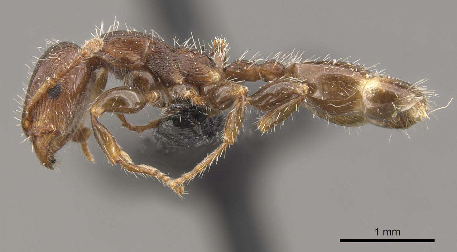 Image de Podomyrma elongata Forel 1895