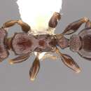Image of Podomyrma octodentata Forel 1901