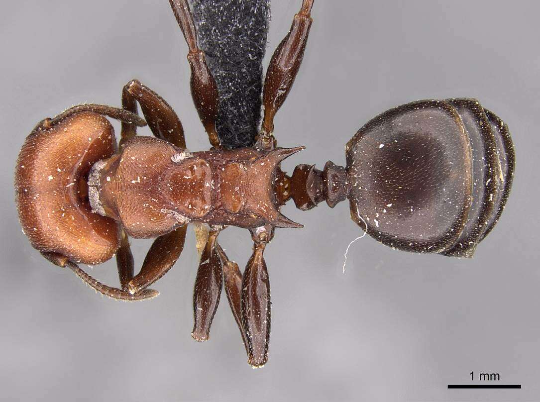 Image de Atopomyrmex cryptoceroides Emery 1892