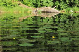 Image of Yellow Water-lily