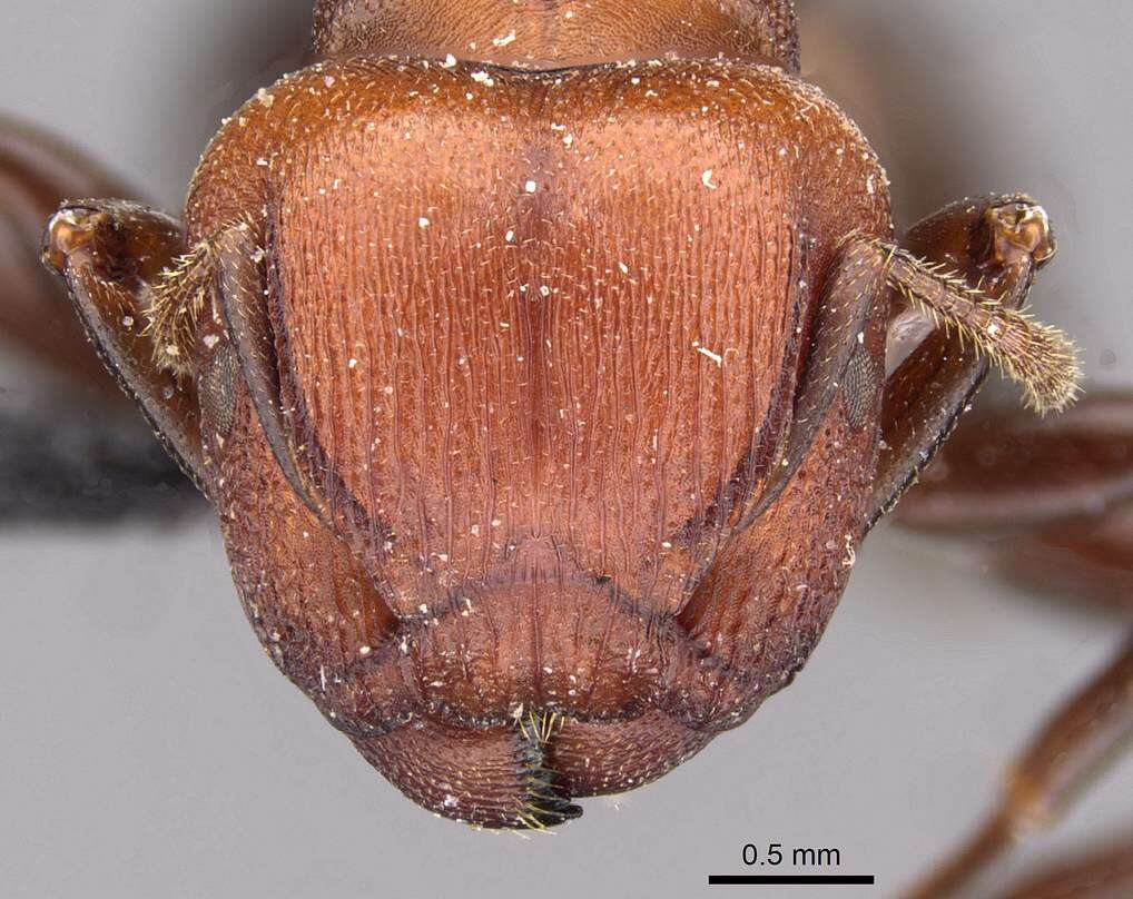 Image of Atopomyrmex cryptoceroides Emery 1892