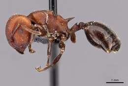 Image de Atopomyrmex cryptoceroides Emery 1892