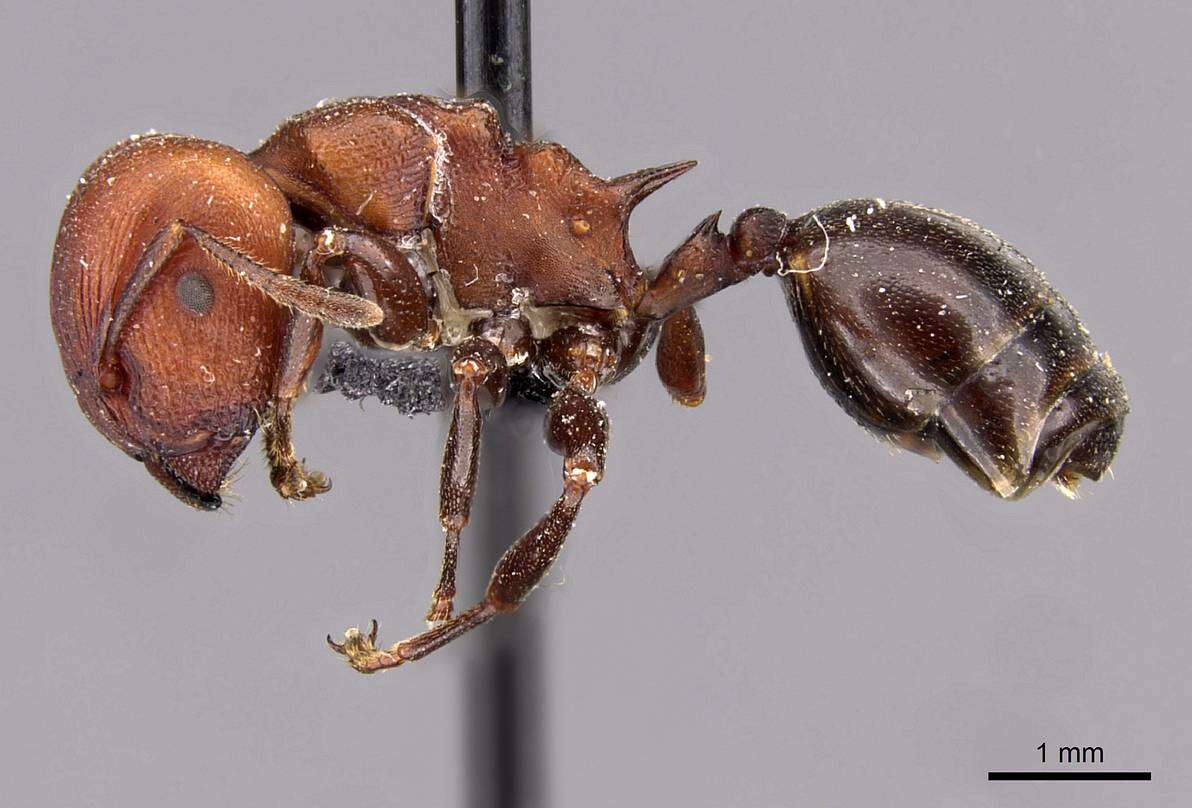 Image de Atopomyrmex cryptoceroides Emery 1892