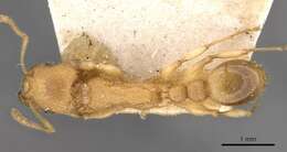 Image of Paratopula ceylonica (Emery 1901)