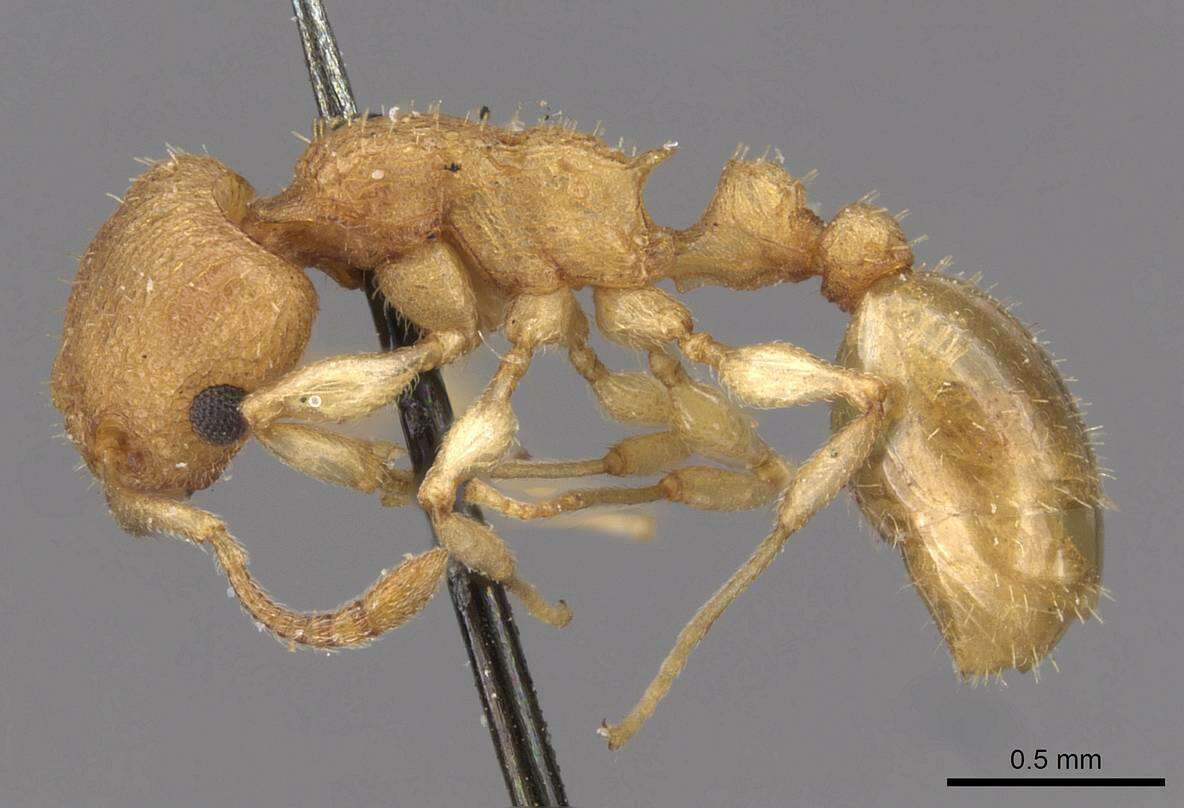 Image of <i>Nesomyrmex denticulatus</i> (Mayr)