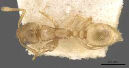 Image of Nesomyrmex evelynae