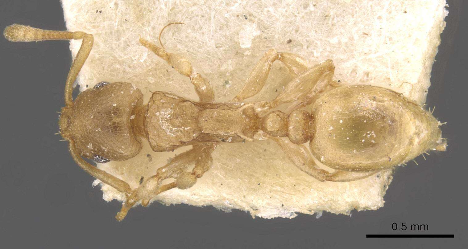 Image of Nesomyrmex evelynae