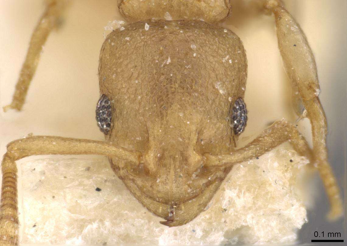 Image of Nesomyrmex evelynae