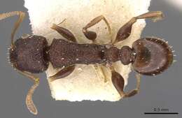 Image of Nesomyrmex grisoni