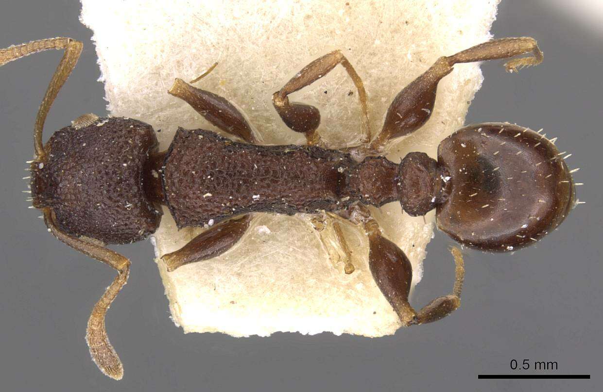 Image of Nesomyrmex grisoni