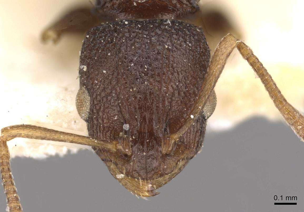 Image of Nesomyrmex grisoni