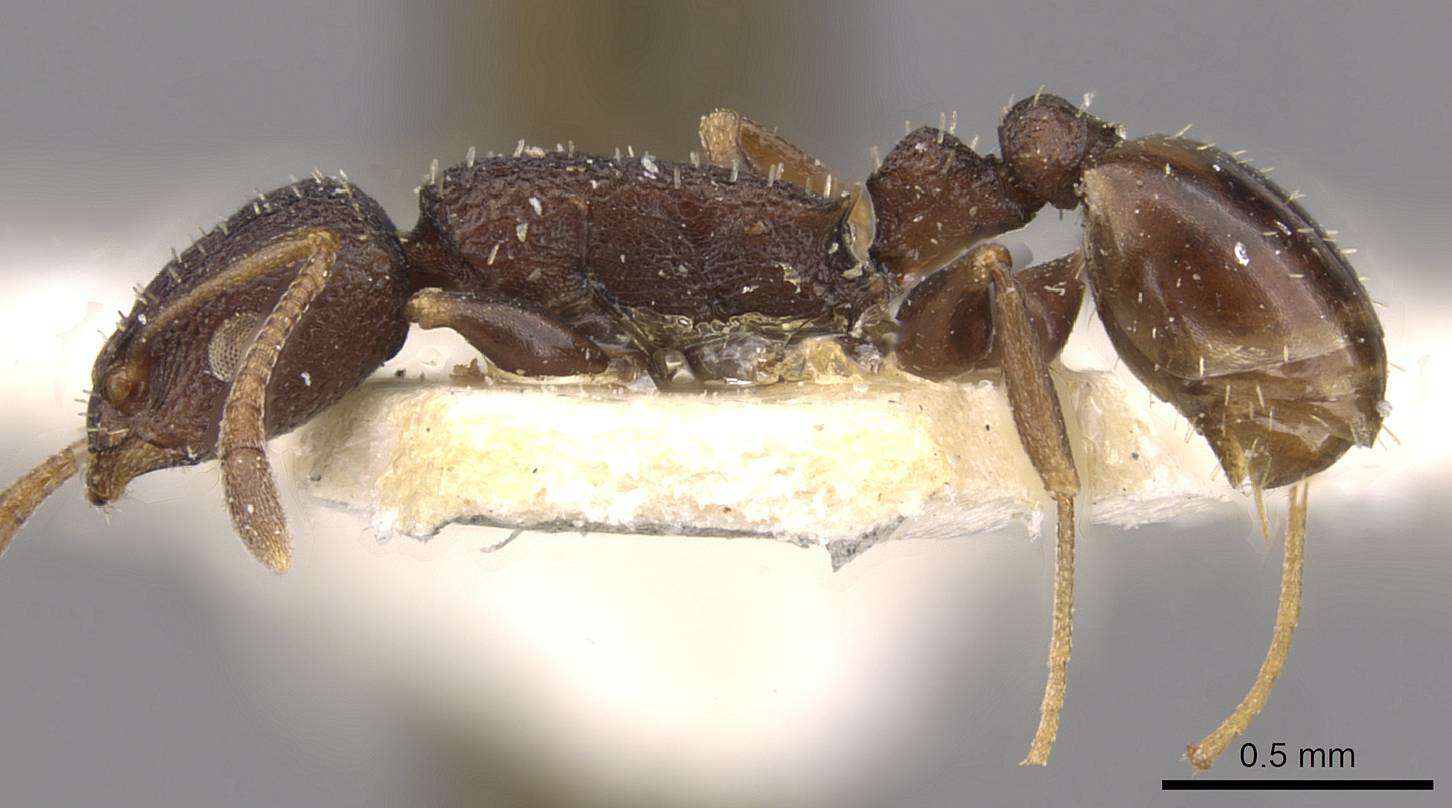 Image of Nesomyrmex grisoni